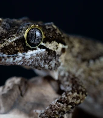 “Ready to breed Gargoyle Gecko