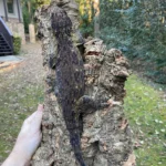 Grande Terre Type A Leachie for sale