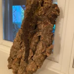 GT Type A Leachianus Geckos Adult - Image 2