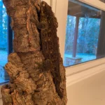 GT Type A Leachianus Geckos Adult - Image 4