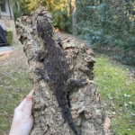 GT Type A Leachianus Geckos Adult - Image 6