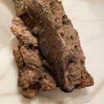 GT Type A Leachianus Geckos Adult - Image 5