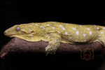 Peach Blotched Island Mix Crested Gecko for sale