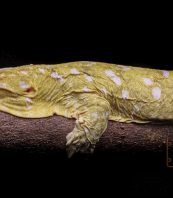 Peach Blotched Island Mix Crested Gecko for sale