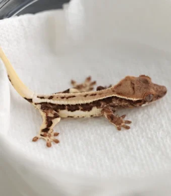 Buy Frappuccino Crested Gecko online