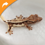 Frappuccino - Image 3