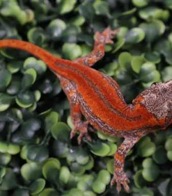 Red Striped Magma × Hera Gargoyle Gecko