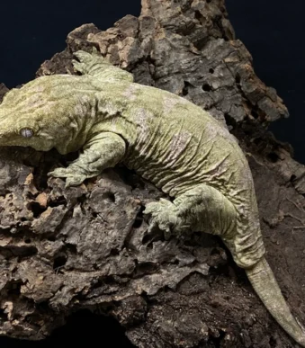 Nuu Ana Leachianus Gecko