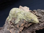 Nuu Ana Leachianus Geckos Juvenile. - Image 2