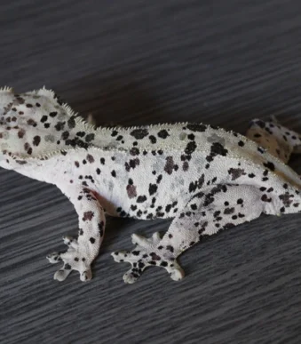 Dustbunny Crested Gecko