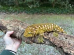 385g adult Leachianus Gecko