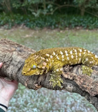 385g adult Leachianus Gecko