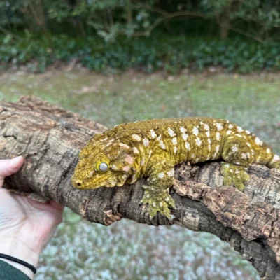 385g adult Leachianus Gecko