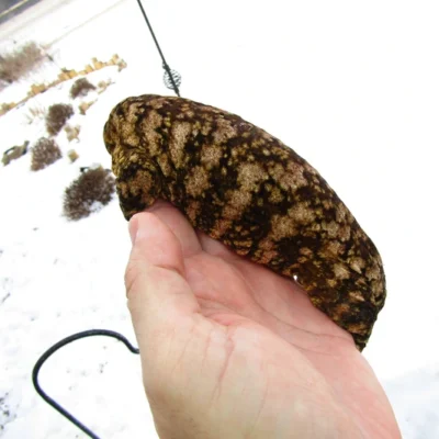 Hera Gargoyle Gecko
