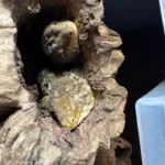 Moro X Bayonnaise - Image 2