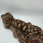 Proven F2 Mt Doré (Possibly Gravid) - Image 2