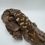 Proven F2 Mt Doré (Possibly Gravid) - Image 3