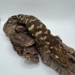 Proven F2 Mt Doré Leachianus Gecko for Sale