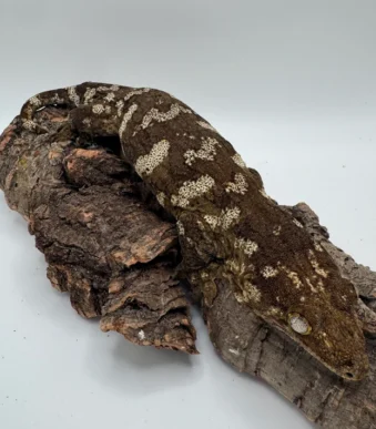 Proven F2 Mt Doré Leachianus Gecko for Sale