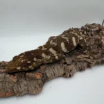 Proven F2 Mt Doré (Possibly Gravid) - Image 4