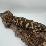 Proven F2 Mt Doré (Possibly Gravid) - Image 5