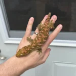 High Pink Bayonnaise - Image 6