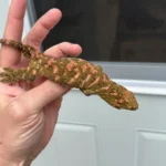 High Pink Bayonnaise - Image 7