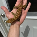 High Pink Bayonnaise - Image 8