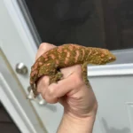 High Pink Bayonnaise - Image 9