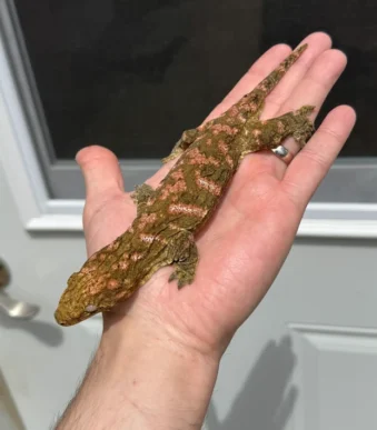 High Pink Bayonnaise Leachianus Gecko