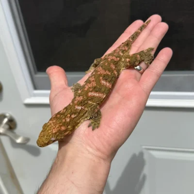 High Pink Bayonnaise Leachianus Gecko