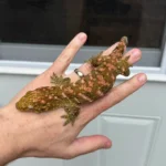 High Pink Bayonnaise - Image 2