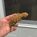 High Pink Bayonnaise - Image 3