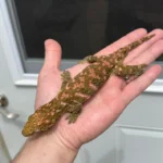 High Pink Bayonnaise - Image 4