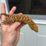 High Pink Bayonnaise - Image 5