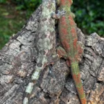 Pine Island Proven Breeding Pair Geckos - Image 4