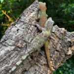 Breeding pair Leachianus geckos