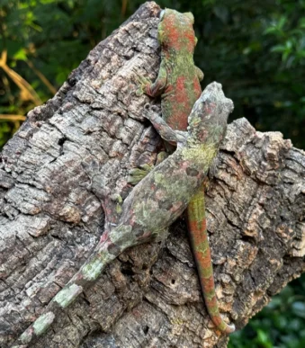 Breeding pair Leachianus geckos