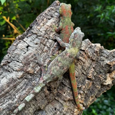 Breeding pair Leachianus geckos