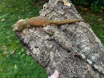 Pine Island Proven Breeding Pair Geckos - Image 5
