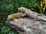 Pine Island Proven Breeding Pair Geckos - Image 7