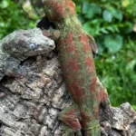 Pine Island Proven Breeding Pair Geckos - Image 2
