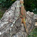 Pine Island Proven Breeding Pair Geckos - Image 3