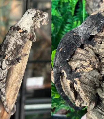 High white PI Chahoua for sale