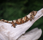 Swanky Seaman - Image 2