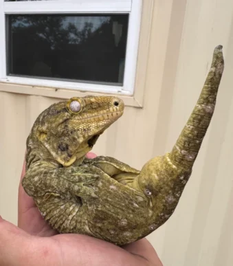 Buy Moro X Bayonnaise