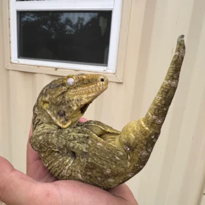 Buy Moro X Bayonnaise