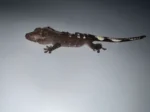 Axanthic Crested Geckos - Image 3