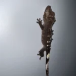 Axanthic Crested Geckos - Image 2