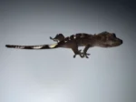 Axanthic Crested Geckos